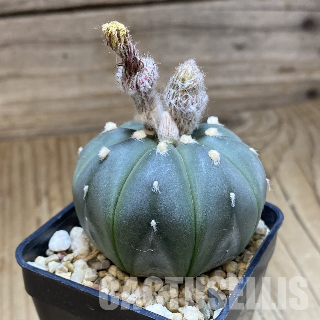 SH33517 Astrophytum asterias f. variegata - Image 2