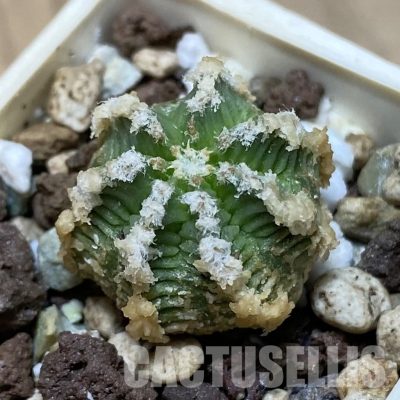 SH33519 Aztekium hintonii -LaPoza- N.L.