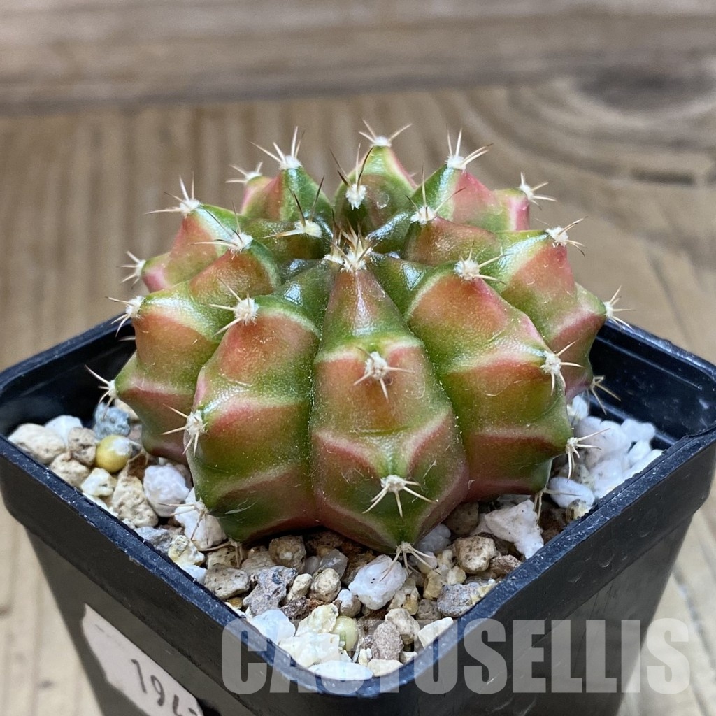 SH19433 Gymnocalycium mihanovichii 'Neon' Green - Image 2