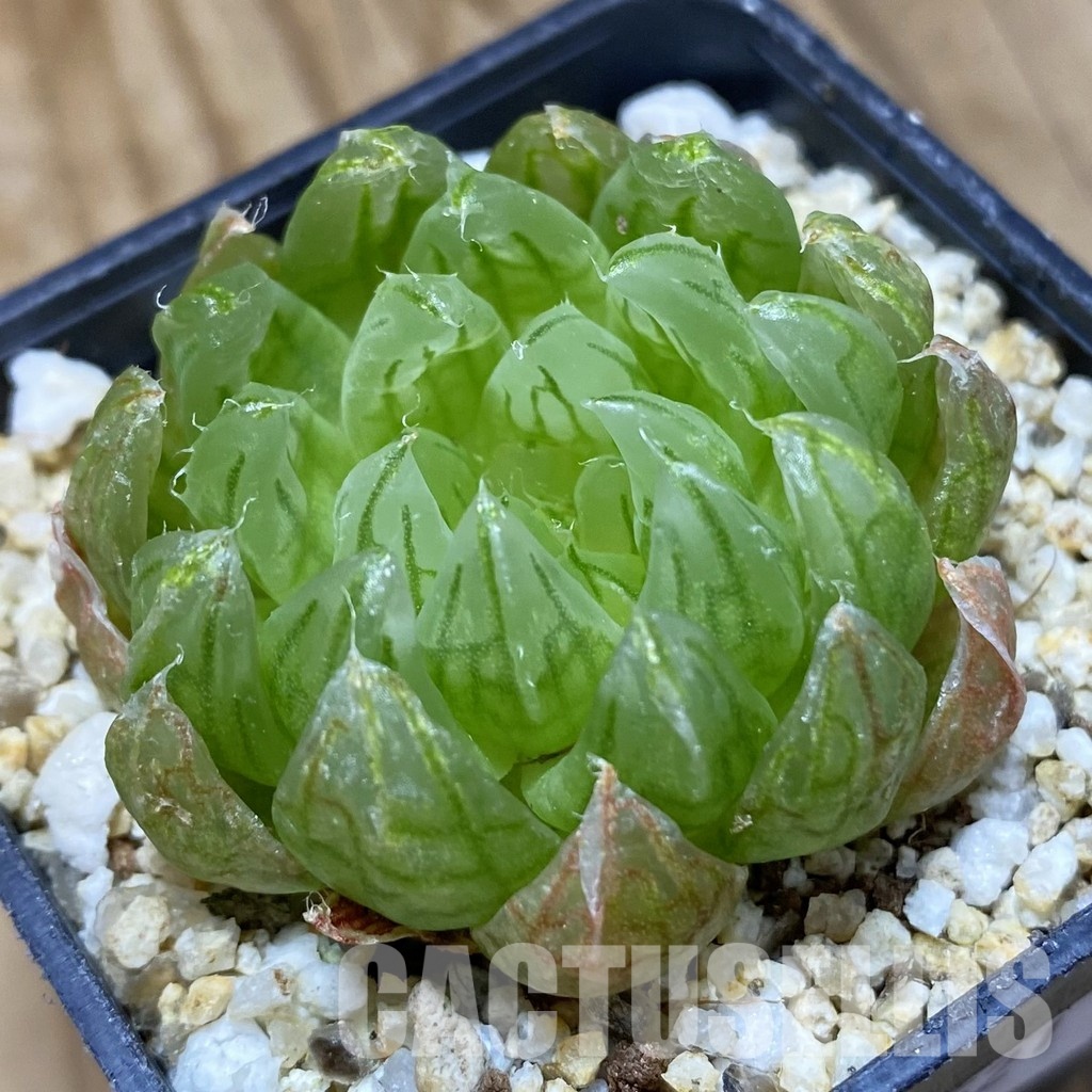 SH33521 Haworthia cooperi ‘Led mutant’