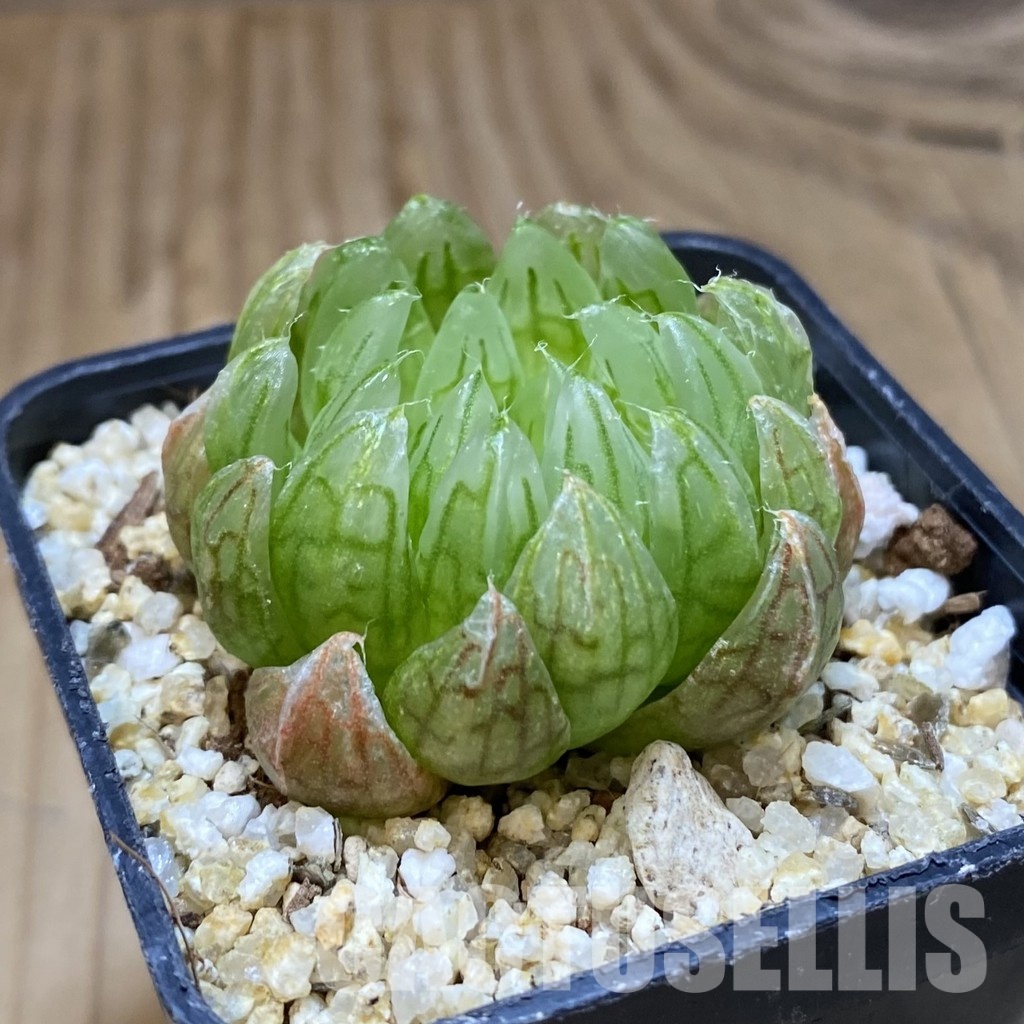 SH33521 Haworthia cooperi ‘Led mutant’ - Image 2
