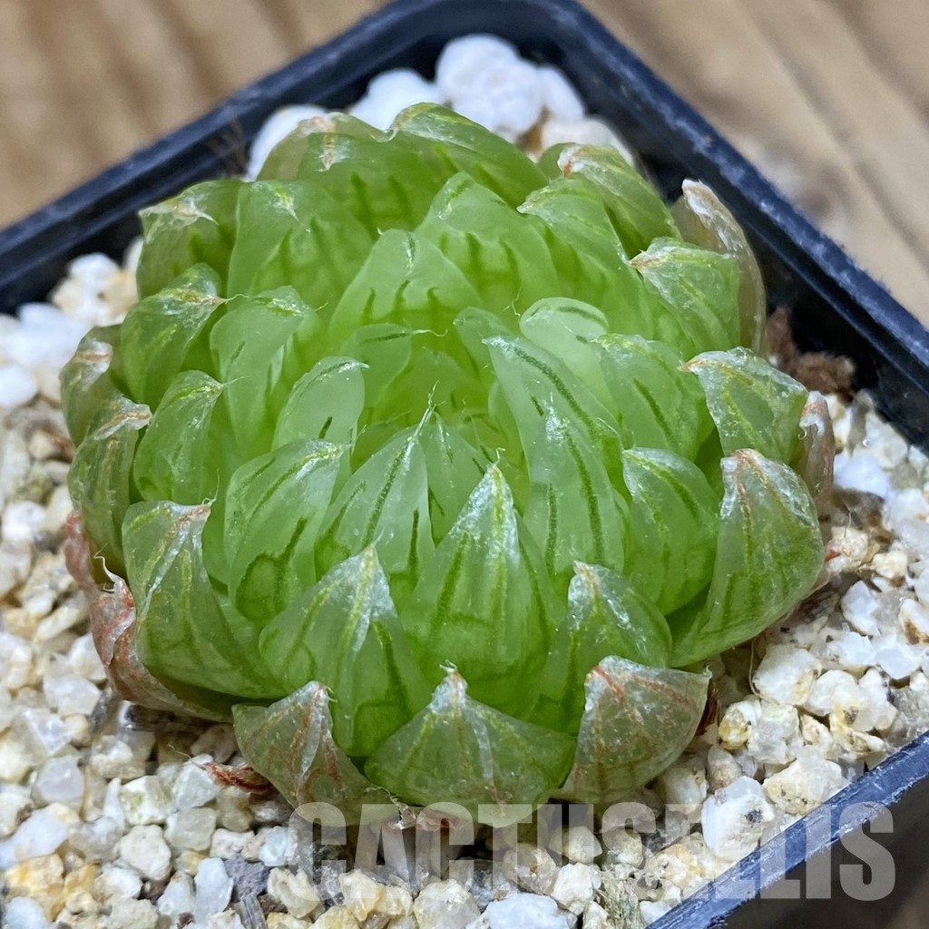 SH33522 Haworthia cooperi ‘Led mutant’