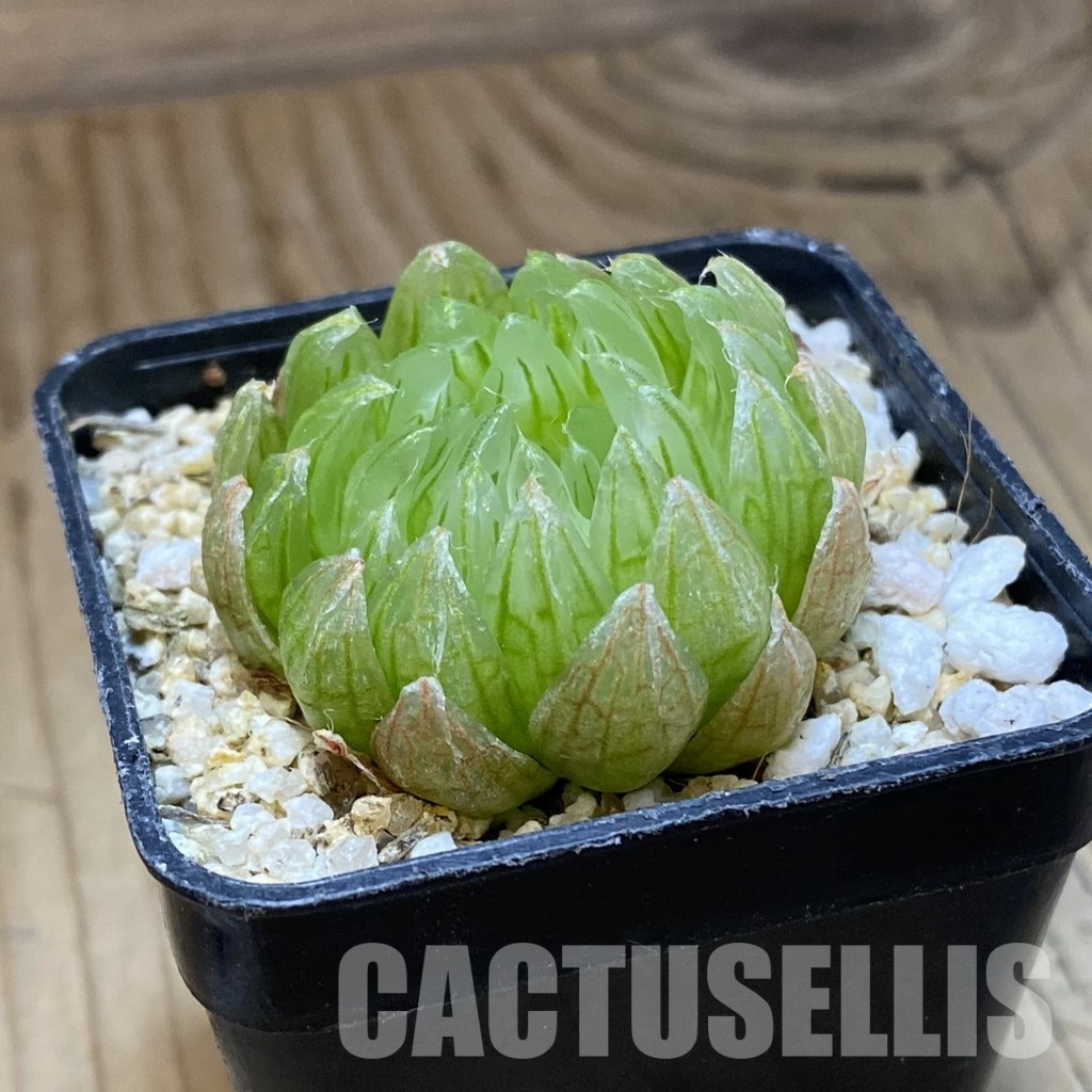 SH33522 Haworthia cooperi ‘Led mutant’ - Image 2