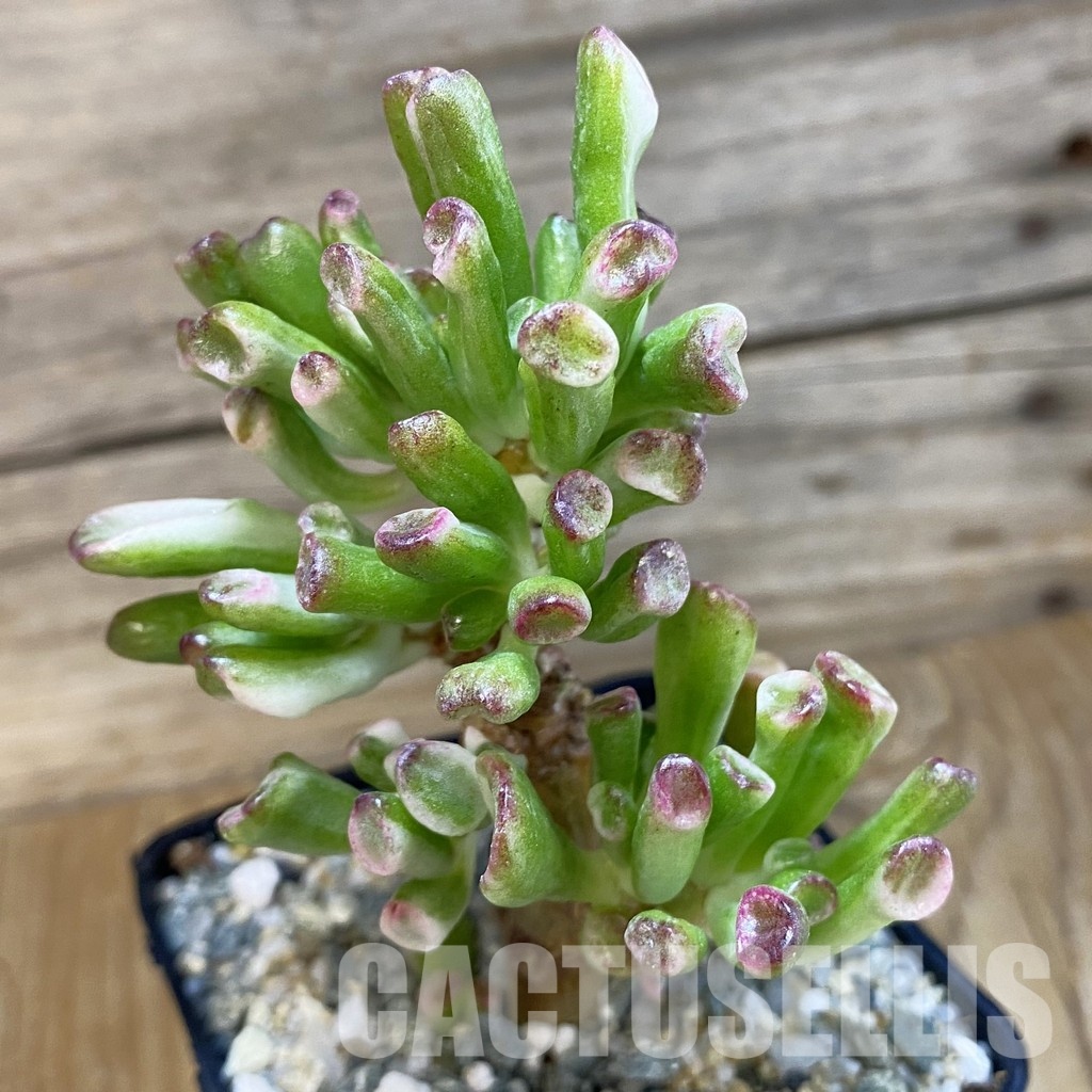 SH33589 Crassula ovata ‘Gollum’ f. variegata