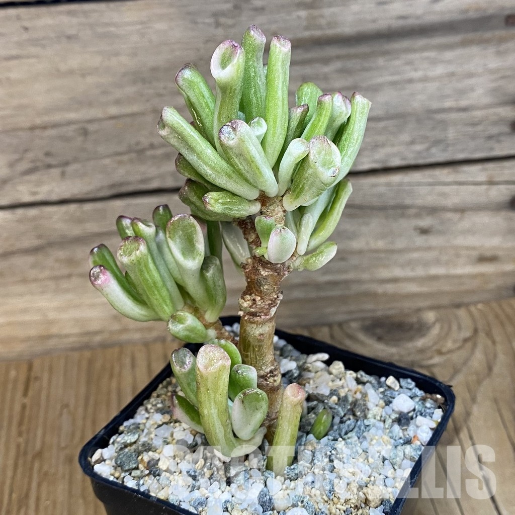 SH33589 Crassula ovata ‘Gollum’ f. variegata - Image 2