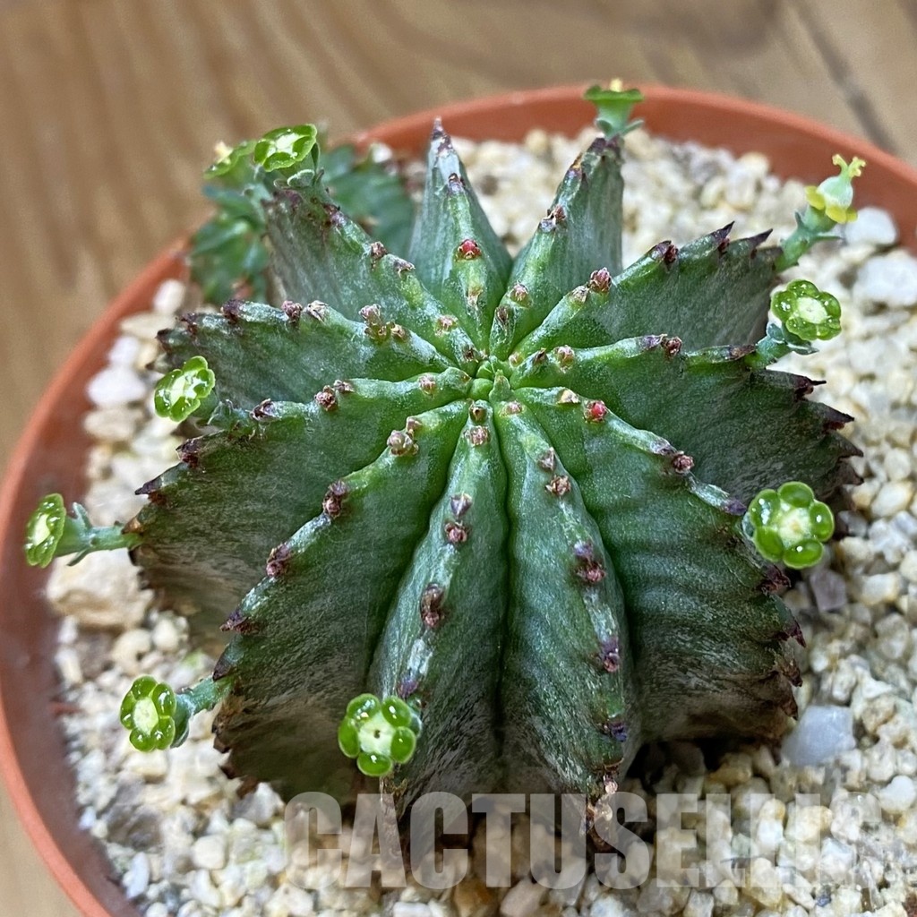 SH33591 Euphorbia horrida 'Alba'