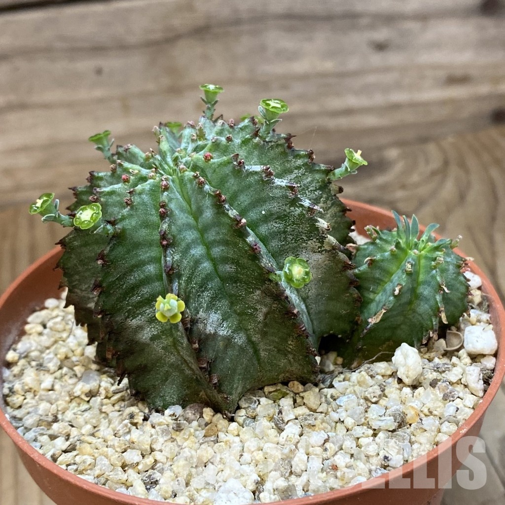 SH33591 Euphorbia horrida 'Alba' - Image 2