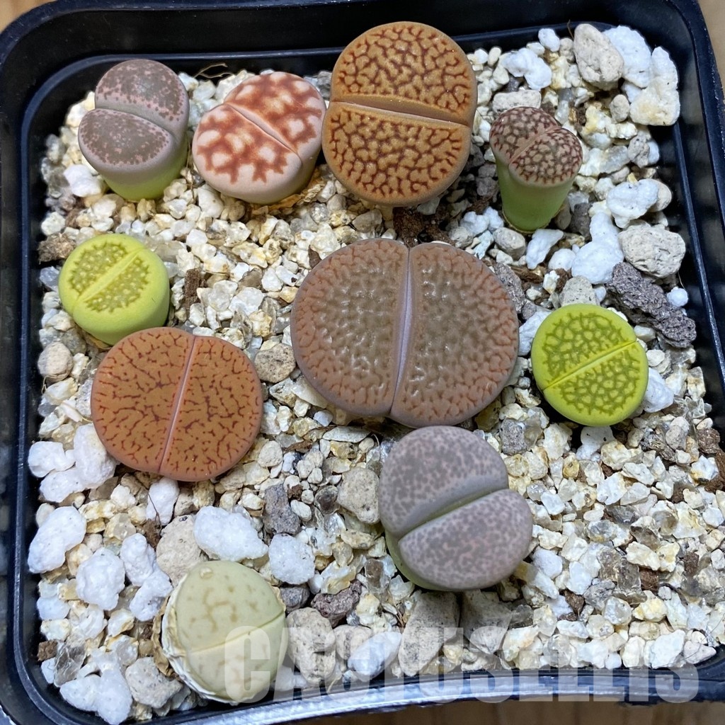 SH33593 Lithops mix