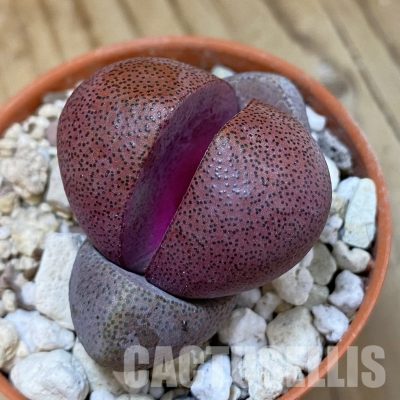 SH33594 Pleiospilos nelii 'Royal Flush'