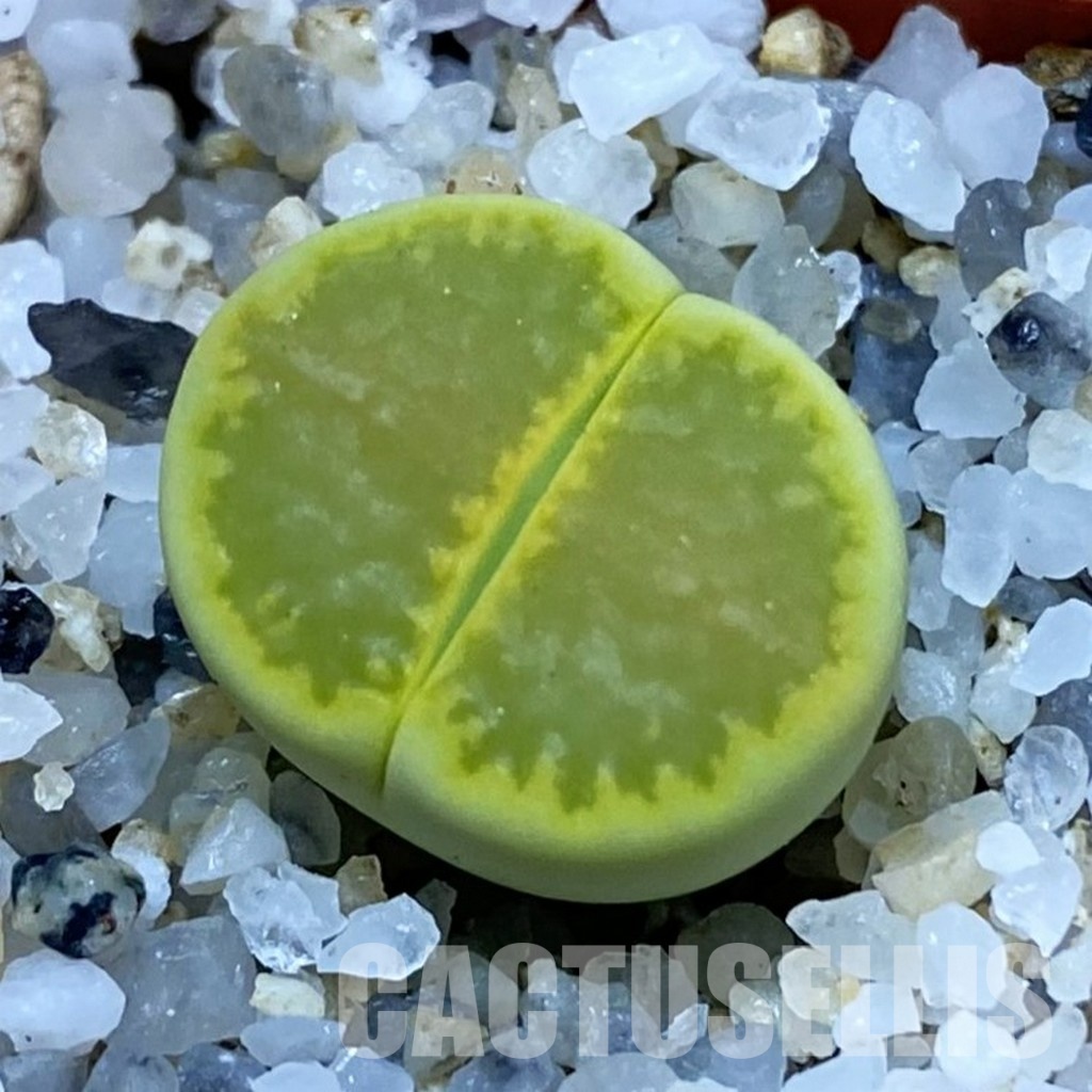 SH33595 Lithops hallii 'Yellow Biscuit' select form