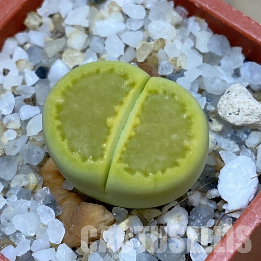 SH33596 Lithops hallii 'Yellow Biscuit' select form