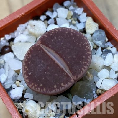 SH33598 Lithops aucampiae ‘KO’