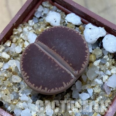 SH33599 Lithops aucampiae ‘KO’
