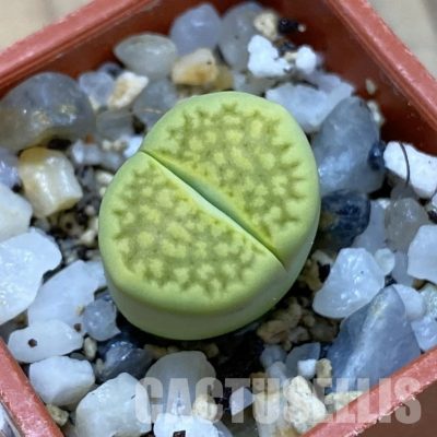 SH33600 Lithops hallii ‘Green Soapstone’