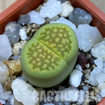 SH33601 Lithops hallii ‘Green Soapstone’