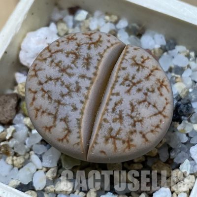 SH33604 Lithops gracilidelineata
