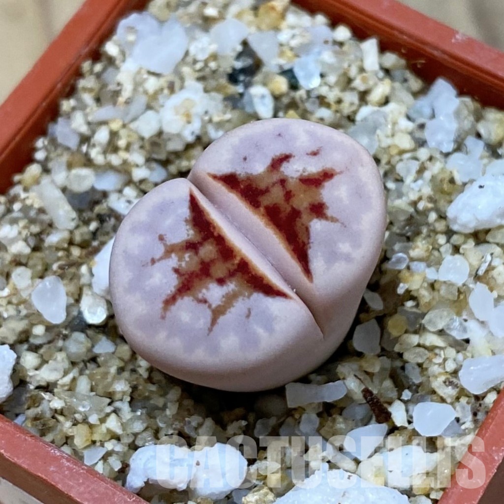 SH33607 Lithops julii ‘Hot Lips’