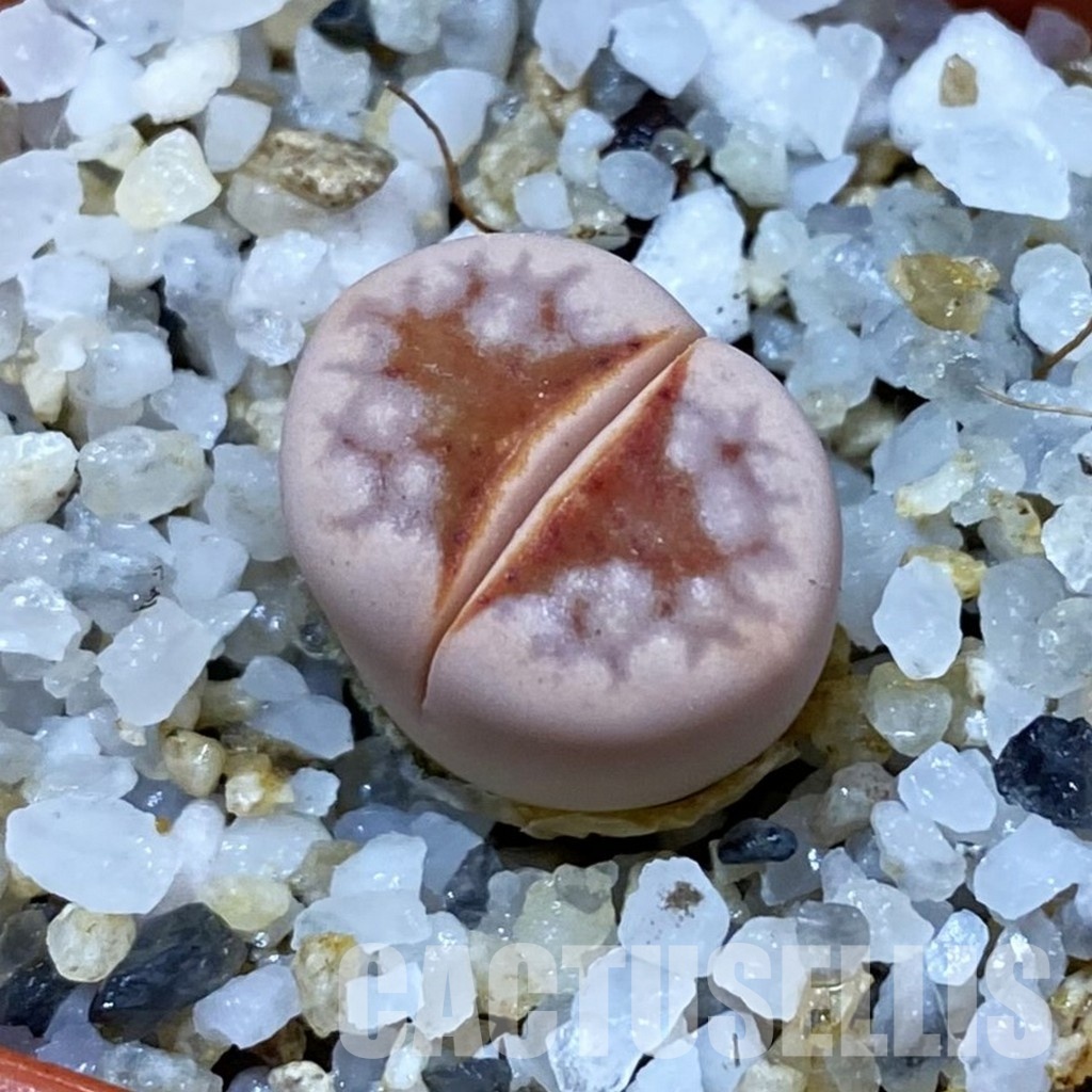 SH33608 Lithops julii ‘Hot Lips’