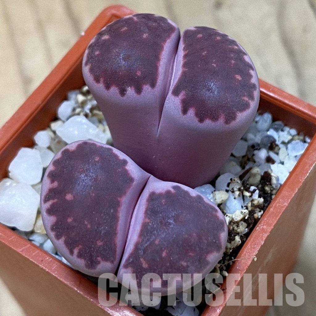 SH33609 Lithops salicola ‘Sato’s Violet’ hybrid
