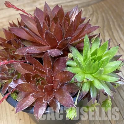 SH33561 Sempervivum mix (cold-resistant)