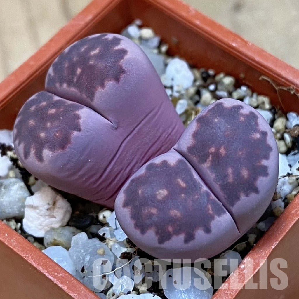 SH33612 Lithops salicola ‘Sato’s Violet’ hybrid