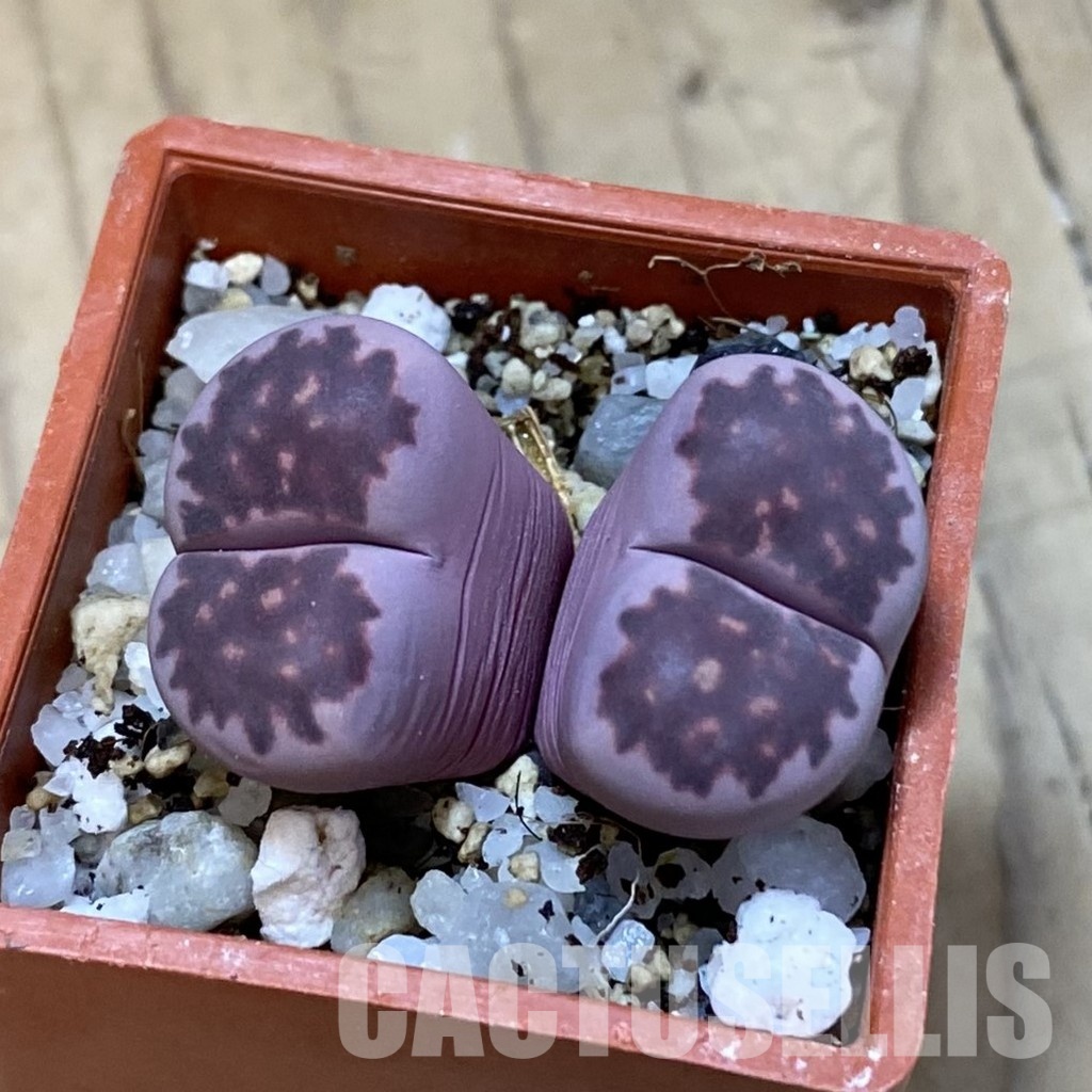 SH33612 Lithops salicola ‘Sato’s Violet’ hybrid - Image 2