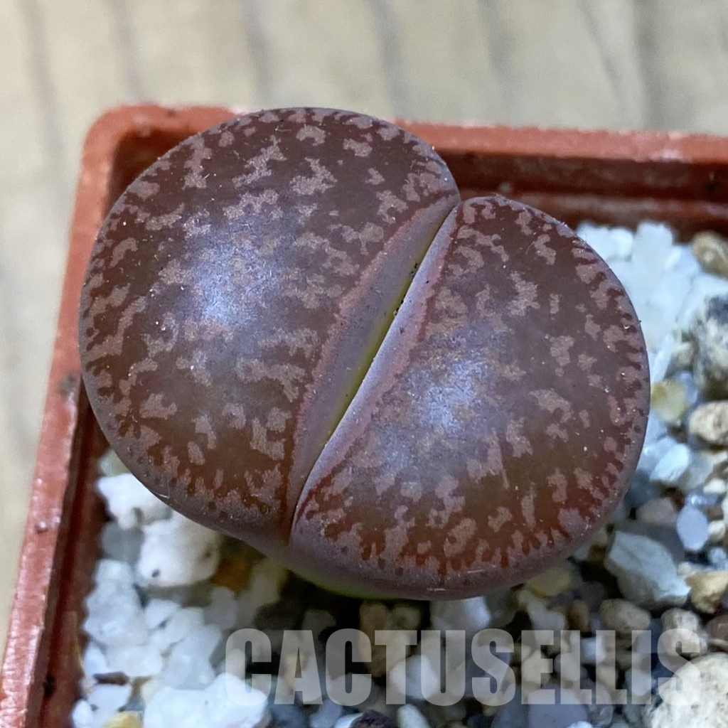 SH33613 lithops aucampiae