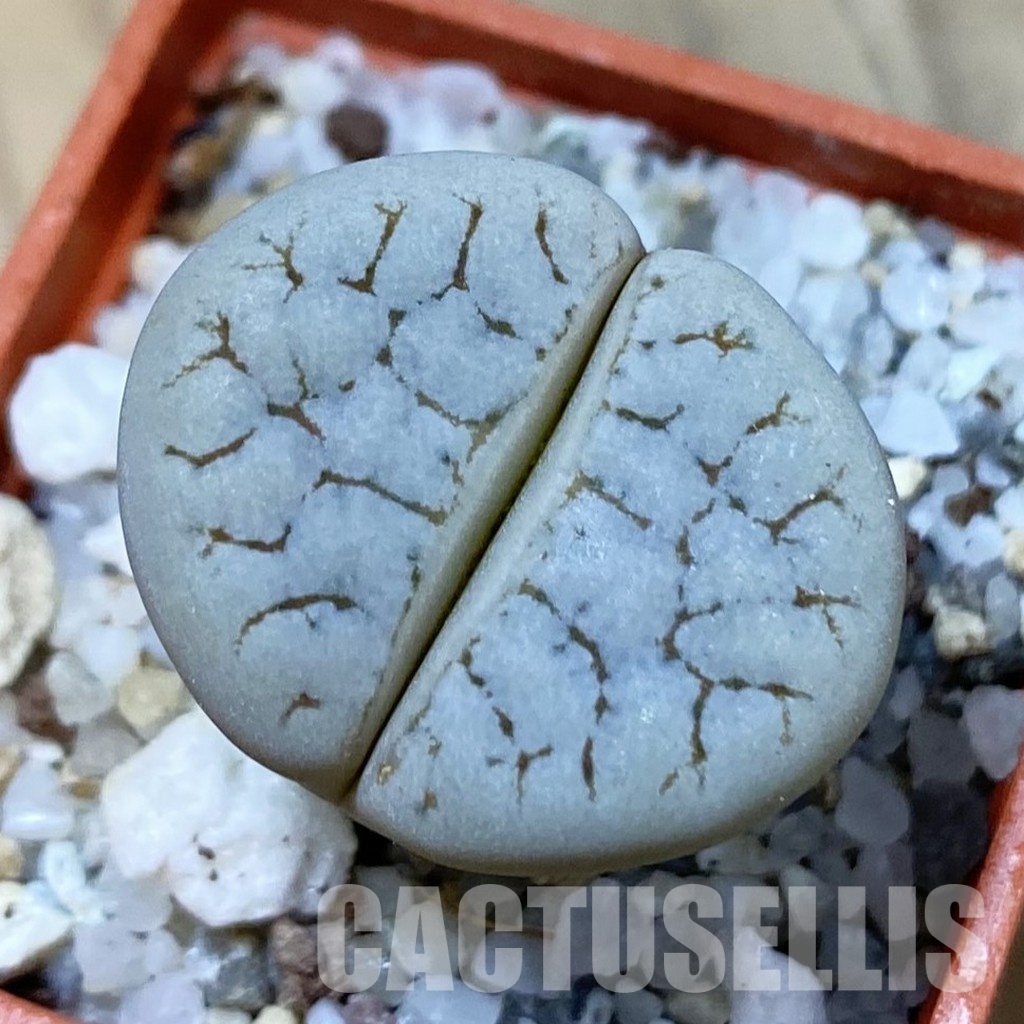 SH33614 Lithops gracilidelineata