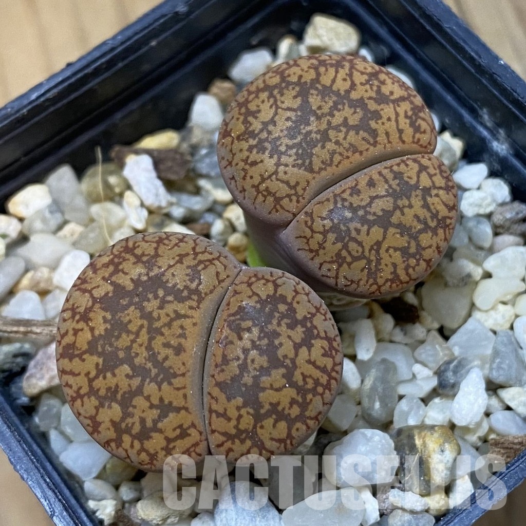 SH33616 Lithops aucampiae -Saville- - Image 2