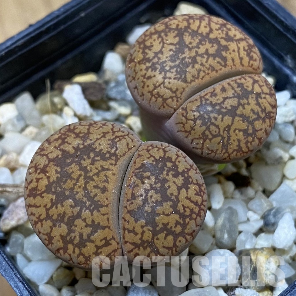 SH33616 Lithops aucampiae -Saville-