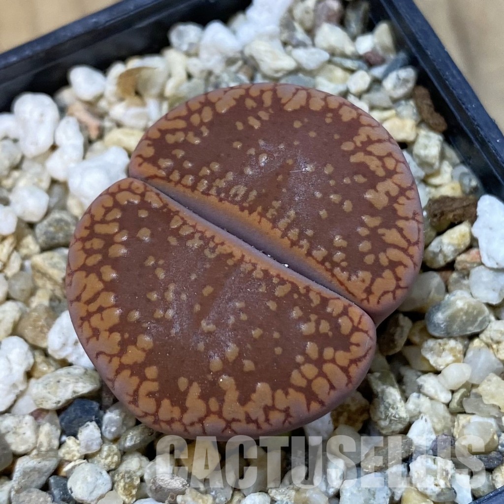 SH33617 Lithops aucampiae ‘Dark Wine Red’