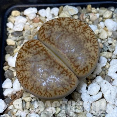 SH33618 Lithops pseudotruncatella