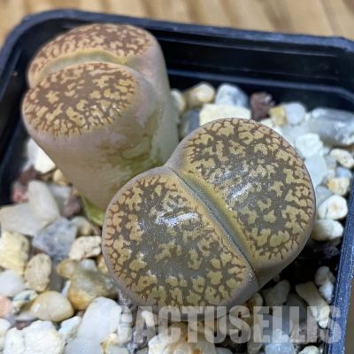 SH33619 Lithops aucampiae