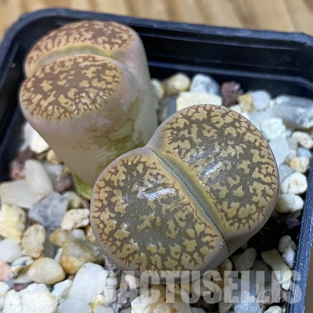 SH33619 Lithops aucampiae