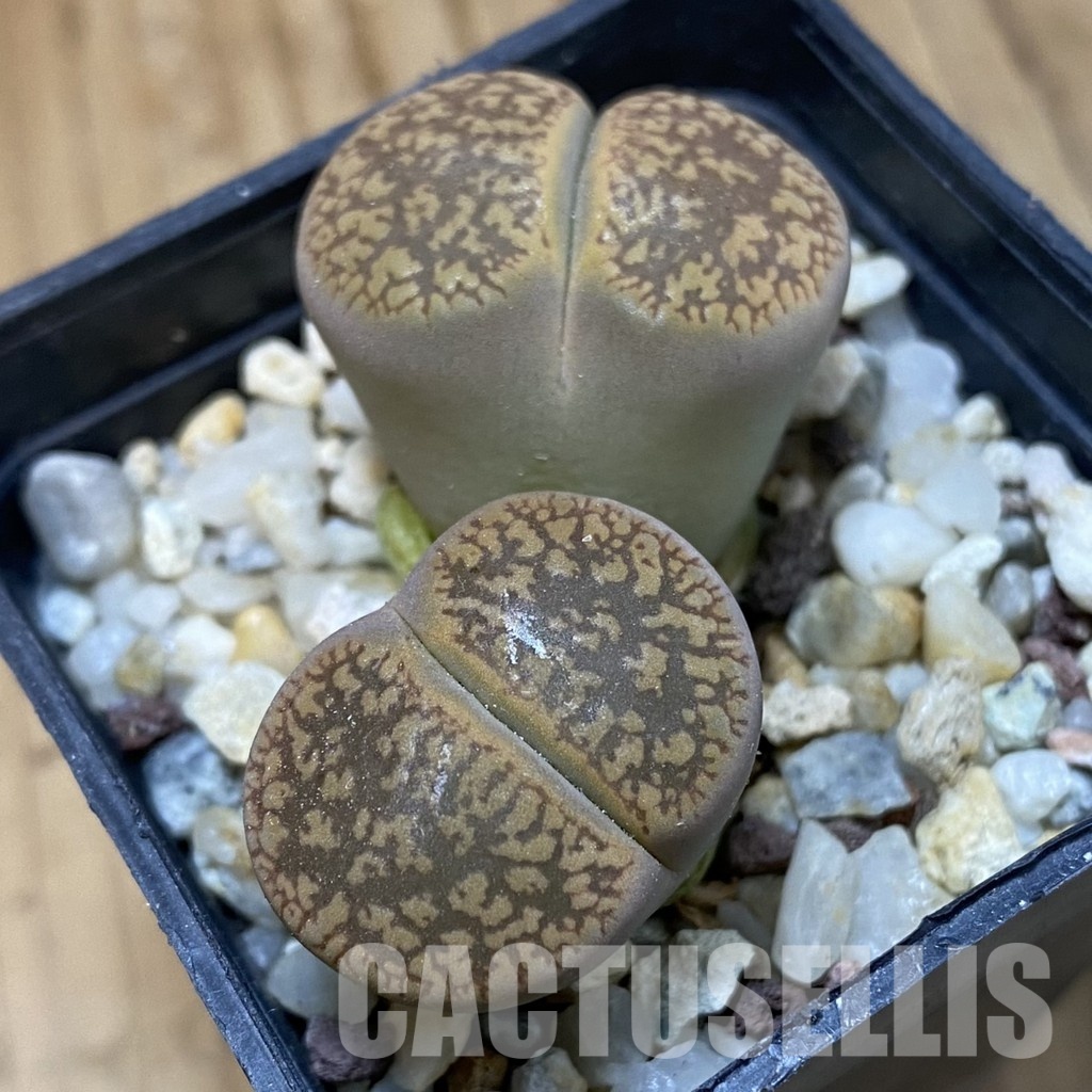 SH33619 Lithops aucampiae - Image 2