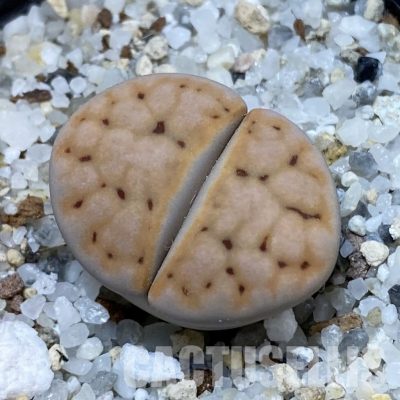 SH33622 Lithops karasmontana v. eberlanzii