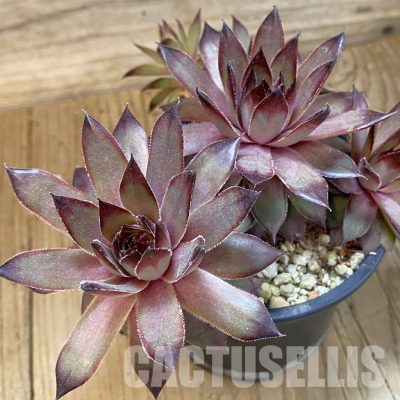 SH33562 Sempervivum sp. (cold-resistant)