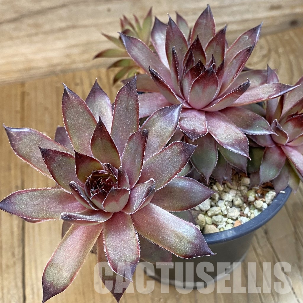 SH33562 Sempervivum sp. (cold-resistant)
