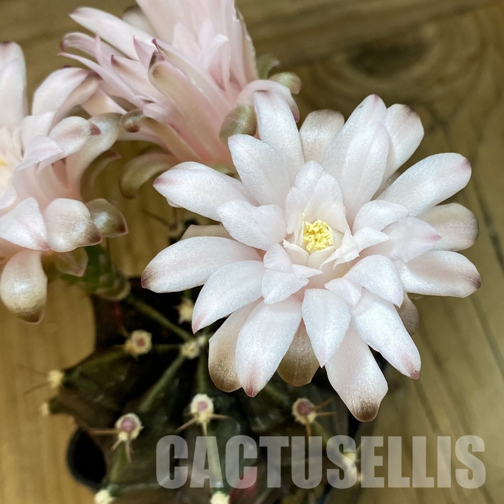 SH10743 Gymnocalycium mihanovichii ‘Black Widow’, seedling