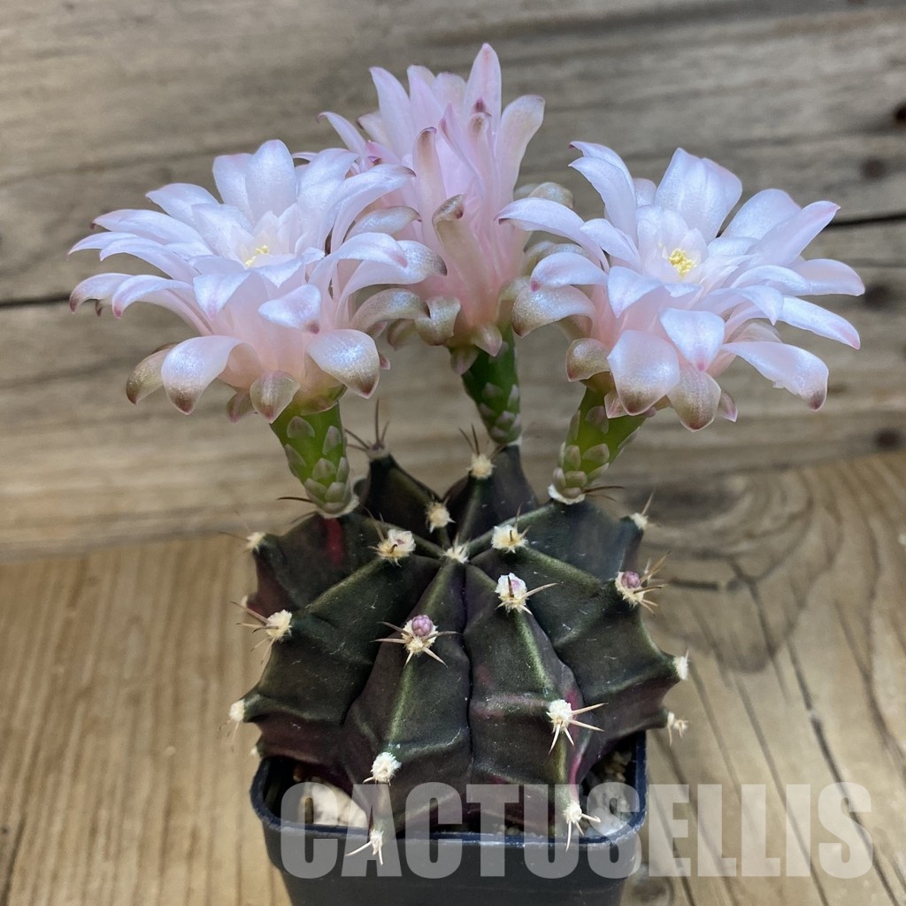 SH10743 Gymnocalycium mihanovichii ‘Black Widow’, seedling - Image 2