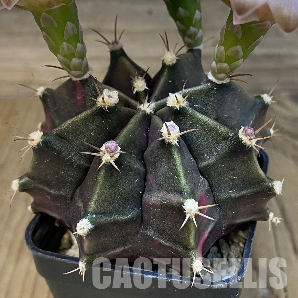 SH10743 Gymnocalycium mihanovichii ‘Black Widow’, seedling - Image 3