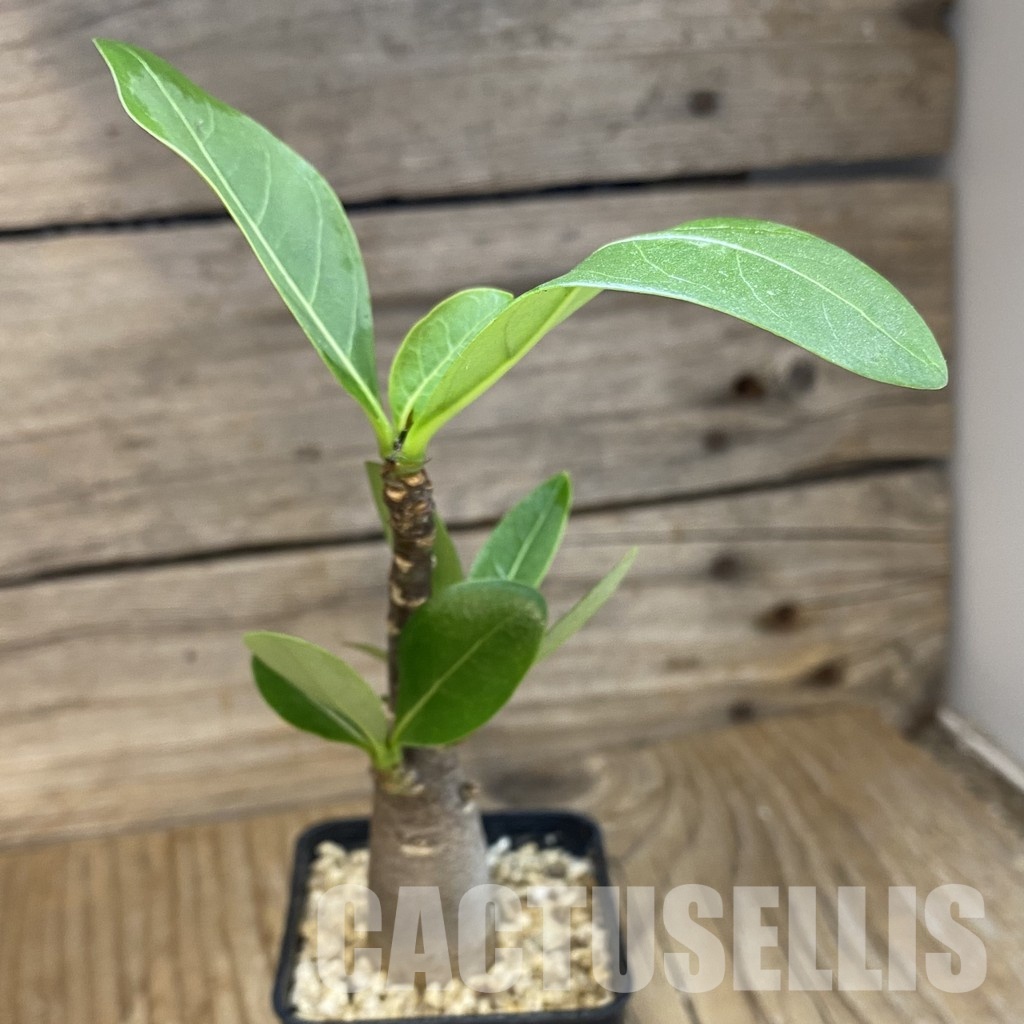 SH31820 Adenium arabicum ‘Black Body’ - Image 2