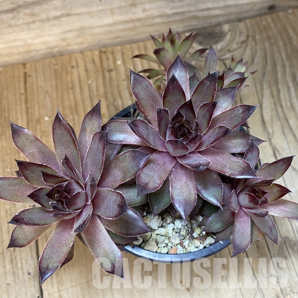 SH33562 Sempervivum sp. (cold-resistant) - Image 2