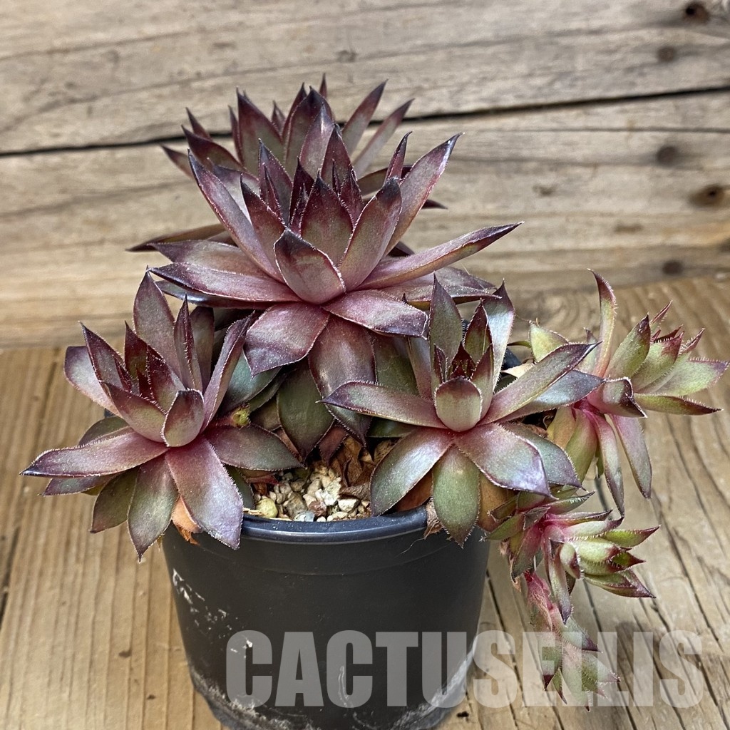 SH33562 Sempervivum sp. (cold-resistant) - Image 3