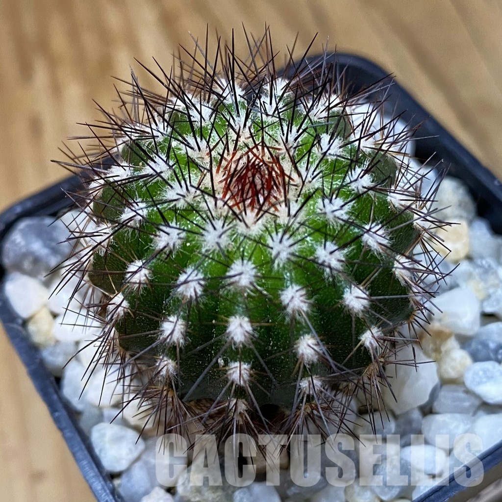 SH33563 Uebelmannia pectinifera, seedling