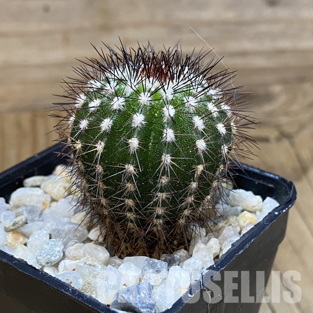 SH33563 Uebelmannia pectinifera, seedling - Image 2