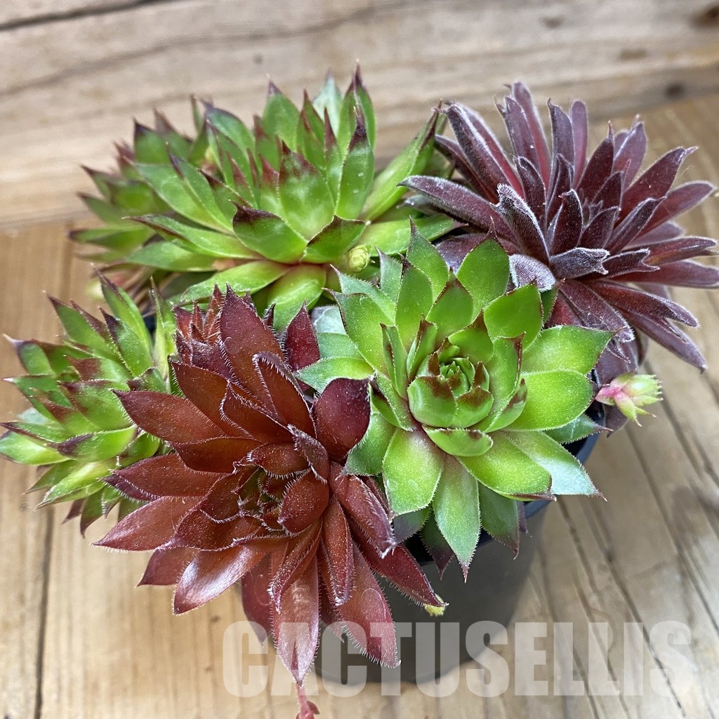 SH33558 Sempervivum mix (cold-resistant) - Image 2