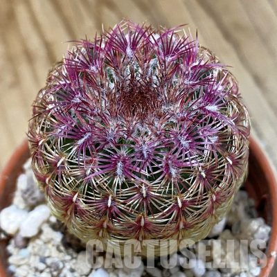 SH33568 Echinocereus rigidissimus v. rubispinus