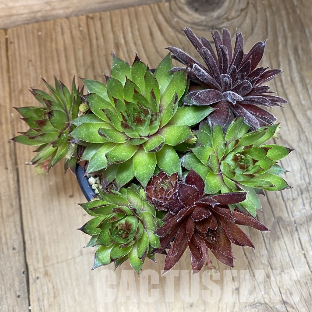 SH33558 Sempervivum mix (cold-resistant) - Image 3