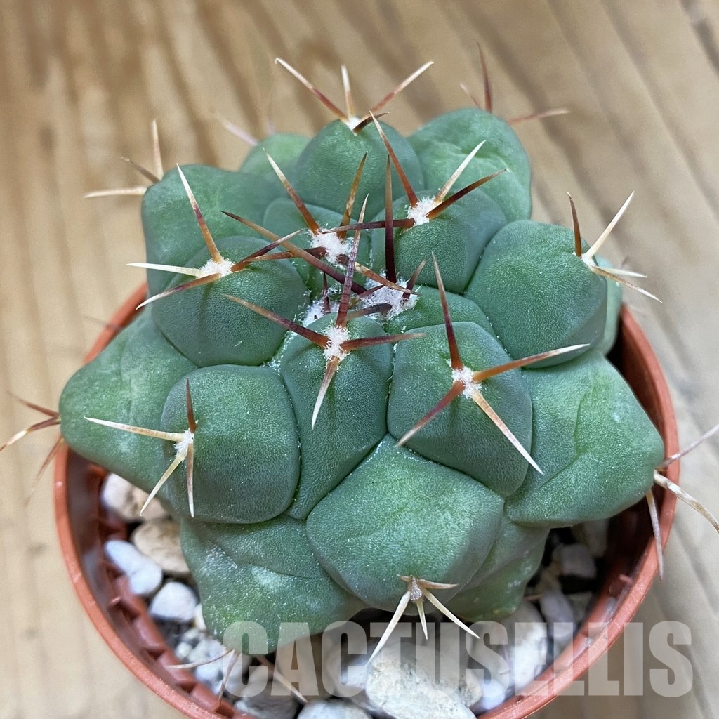 SH33571 Thelocactus hexaedrophorus